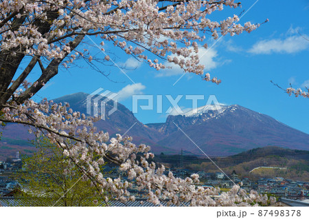 浅間山を背景に咲く　小諸城址　懐古園の桜 87498378