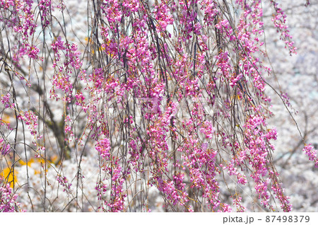 小諸城址　懐古園の桜 87498379