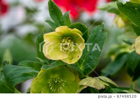Helleborus orientalis flowered green blossoms in the garden in spring Helleborus orientalis flowered green blossoms in the garden in spring 87498520