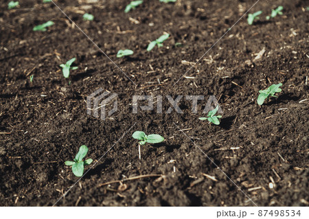 A close-up of a sprout of sunflower sprouts lit by the afternoon sun on fertile black soil. Concept agro culture. A close-up of a sprout of sunflower sprouts lit by the afternoon sun on fertile black soil. Concept agro culture. 87498534