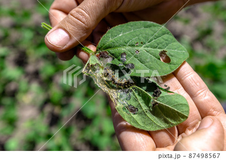 A farmer's hand shows a damaged soybean leaf with Vanessa cardui burdock caterpillar 87498567