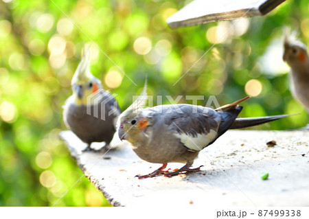 お食事中のオカメインコさん お食事中のオカメインコさん 87499338