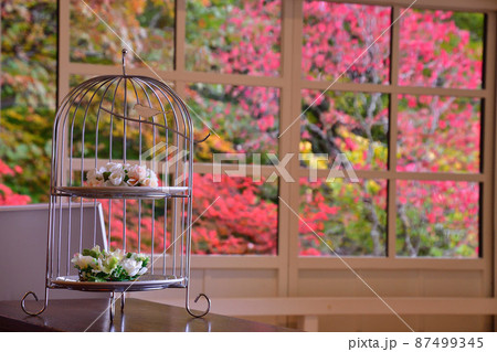 美しい紅葉を愛でながら紅茶時間 87499345