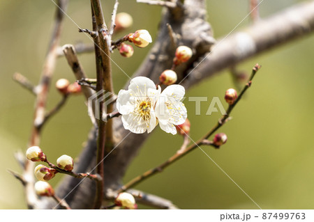 咲き始めた梅の花 宮城県岩沼市 咲き始めた梅の花 宮城県岩沼市 87499763
