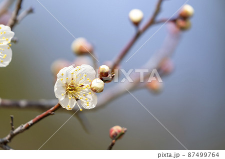 咲き始めた梅の花 宮城県岩沼市 咲き始めた梅の花 宮城県岩沼市 87499764
