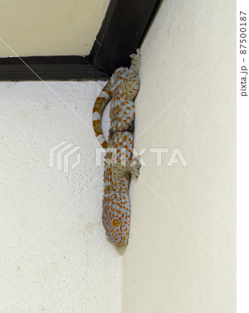 Tokay geckos isolated on the wall. Reptile animal Tokay geckos isolated on the wall. Reptile animal 87500187