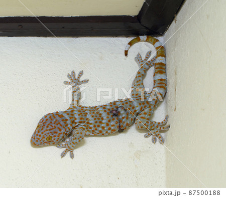Tokay geckos isolated on the wall. Reptile animal 87500188