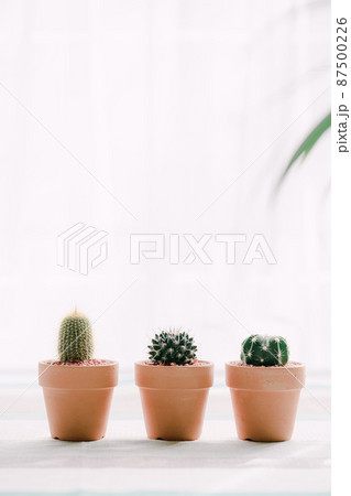 葉 スペース 室内 87500226