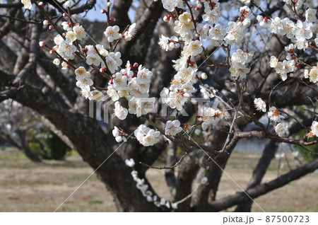 沢山の花を付けた白梅 87500723
