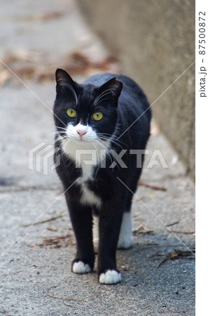 猫の散歩 猫の散歩 87500872