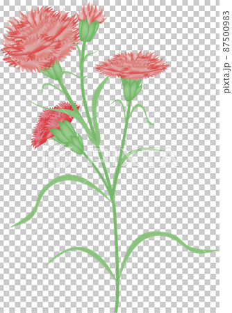 Carnation  87500983