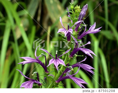 サワギキョウ 秋田県大仙市神宮寺 の写真素材