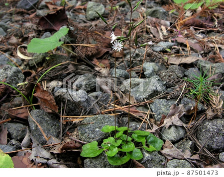 キッコウハグマ(秋田県由利本荘市岩城) キッコウハグマ(秋田県由利本荘市岩城) 87501473
