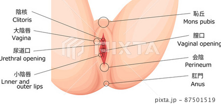 女性生殖器 外性器 イラスト 日本語 女性生殖器 外性器 イラスト 日本語 87501519