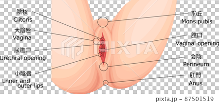 女性生殖器 外性器 イラスト 日本語 女性生殖器 外性器 イラスト 日本語 87501519