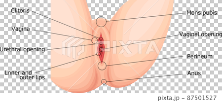 女性生殖器　外性器　イラスト　英語 87501527