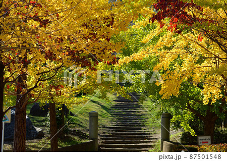 紅葉に彩られた階段 紅葉に彩られた階段 87501548
