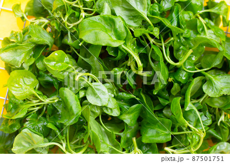 Fresh watercress on yellow background Fresh watercress on yellow background 87501751