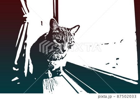 猫 ネコ ねこ キジトラ 白 グレー 子猫 雌 メス 雌ねこ 雌ネコ 雌猫 元気 かわいい 癒し 87502033
