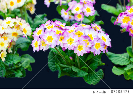 プリムラ・ジュリアンの花が沢山咲いています。可愛くてとてもきれいです。 87502473