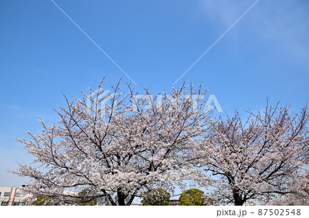 桜の花 87502548