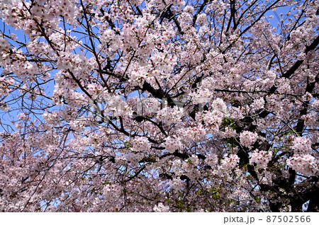 桜の花 桜の花 87502566