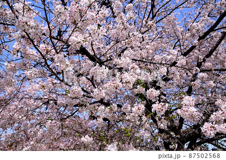 桜の花 桜の花 87502568