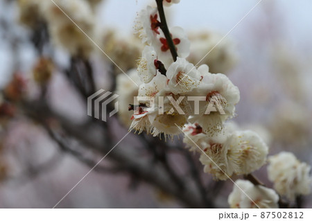 日本の埼玉県さいたま市の大宮第二公園に咲く白い梅の花（八重冬至） 87502812