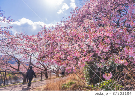 《静岡県》河津川沿いに咲く、河津桜 《静岡県》河津川沿いに咲く、河津桜 87503104