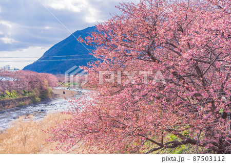 《静岡県》河津川沿いに咲く、河津桜 《静岡県》河津川沿いに咲く、河津桜 87503112