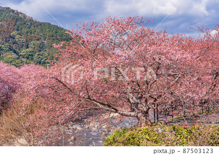 《静岡県》河津川沿いに咲く、河津桜 《静岡県》河津川沿いに咲く、河津桜 87503123