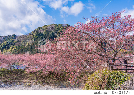 《静岡県》河津川沿いに咲く、河津桜 《静岡県》河津川沿いに咲く、河津桜 87503125