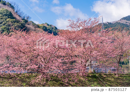 《静岡県》河津川沿いに咲く、河津桜 《静岡県》河津川沿いに咲く、河津桜 87503127