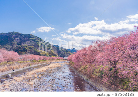 《静岡県》河津川沿いに咲く、河津桜 《静岡県》河津川沿いに咲く、河津桜 87503138