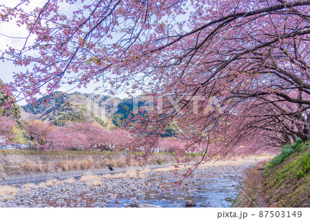 《静岡県》河津川沿いに咲く、河津桜 《静岡県》河津川沿いに咲く、河津桜 87503149