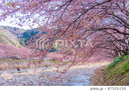 《静岡県》河津川沿いに咲く、河津桜 87503150