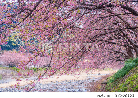 《静岡県》河津川沿いに咲く、河津桜 《静岡県》河津川沿いに咲く、河津桜 87503151