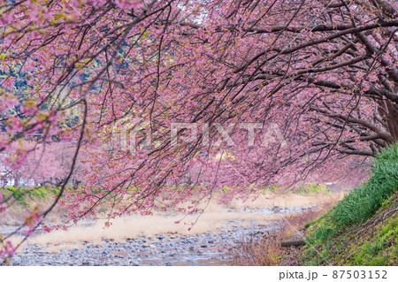 《静岡県》河津川沿いに咲く、河津桜 《静岡県》河津川沿いに咲く、河津桜 87503152