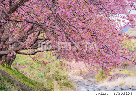 《静岡県》河津川沿いに咲く、河津桜 《静岡県》河津川沿いに咲く、河津桜 87503153
