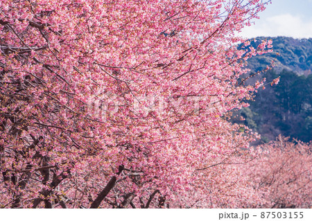 《静岡県》河津川沿いに咲く、河津桜 《静岡県》河津川沿いに咲く、河津桜 87503155