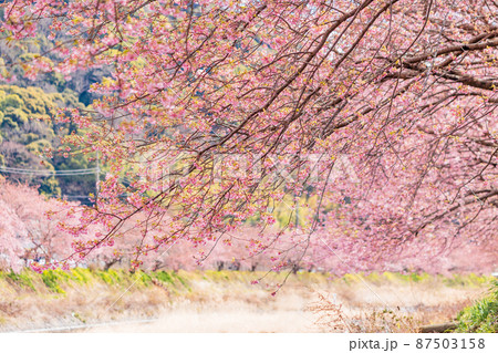 《静岡県》河津川沿いに咲く、河津桜 《静岡県》河津川沿いに咲く、河津桜 87503158