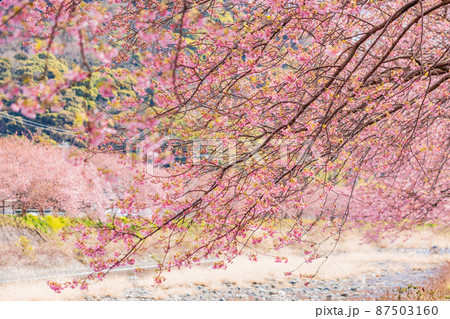 《静岡県》河津川沿いに咲く、河津桜 《静岡県》河津川沿いに咲く、河津桜 87503160