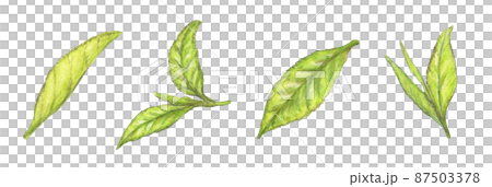 Tea leaves hand-painted 87503378