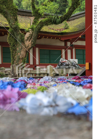 太宰府天満宮の花手水の写真素材