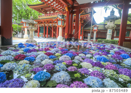 太宰府天満宮の花手水 太宰府天満宮の花手水 87503489