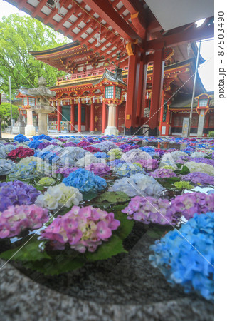 太宰府天満宮の花手水 87503490