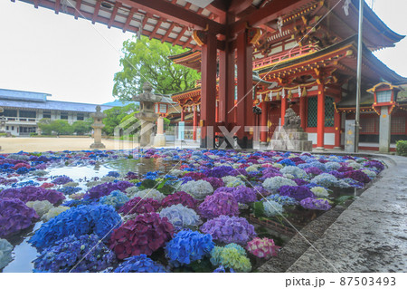太宰府天満宮の花手水 太宰府天満宮の花手水 87503493