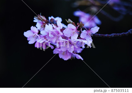 満開の早咲きの桜 87503511