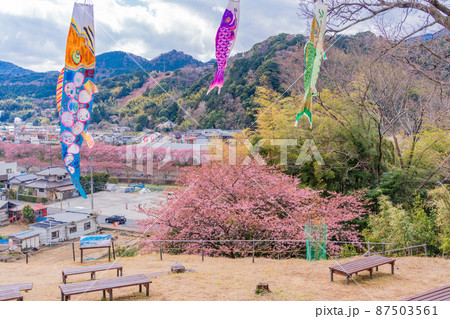 《静岡県》河津町 涅槃堂桜見晴台の鯉のぼりと河津桜 《静岡県》河津町 涅槃堂桜見晴台の鯉のぼりと河津桜 87503561