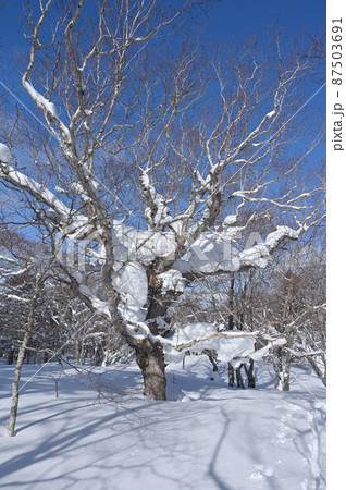 中倉山中腹雪山の目印 87503691